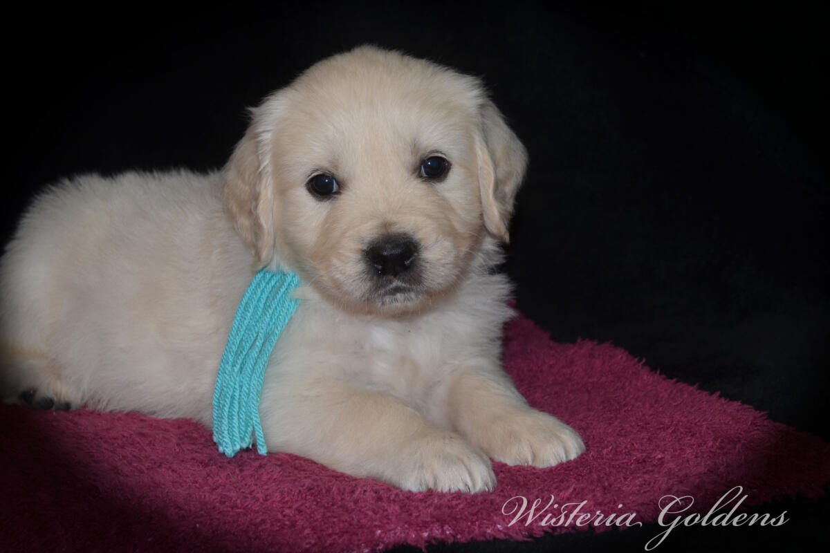 Bae & Theo’s puppies are six weeks old, and the families have chosen which puppy is theirs. See the website for availability updates . English Cream Golden Retriever Puppies Wisteria Goldens Raised part of our family until part of yours. #bae021426 