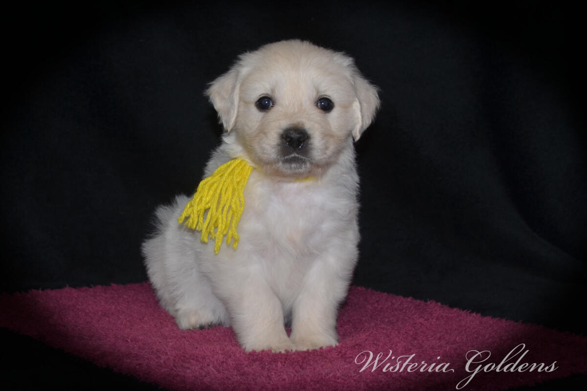 yellow girl