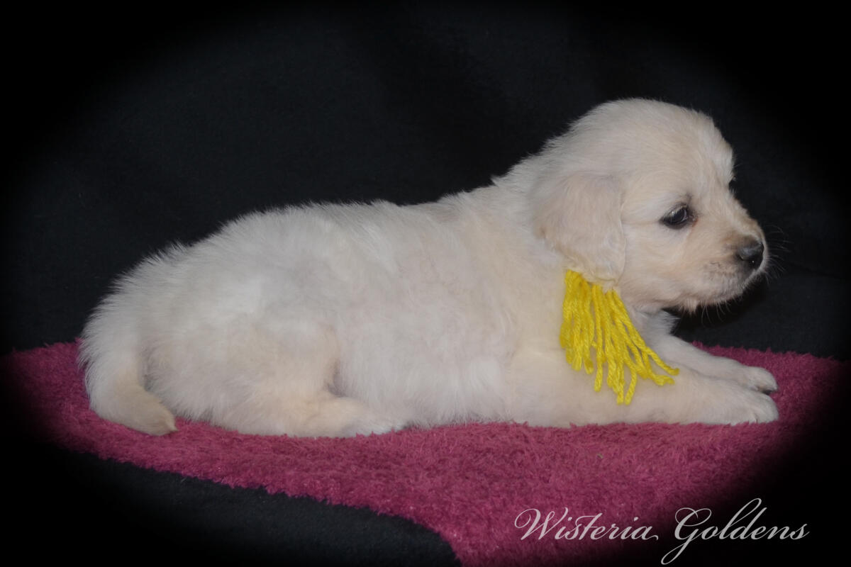 six weeks