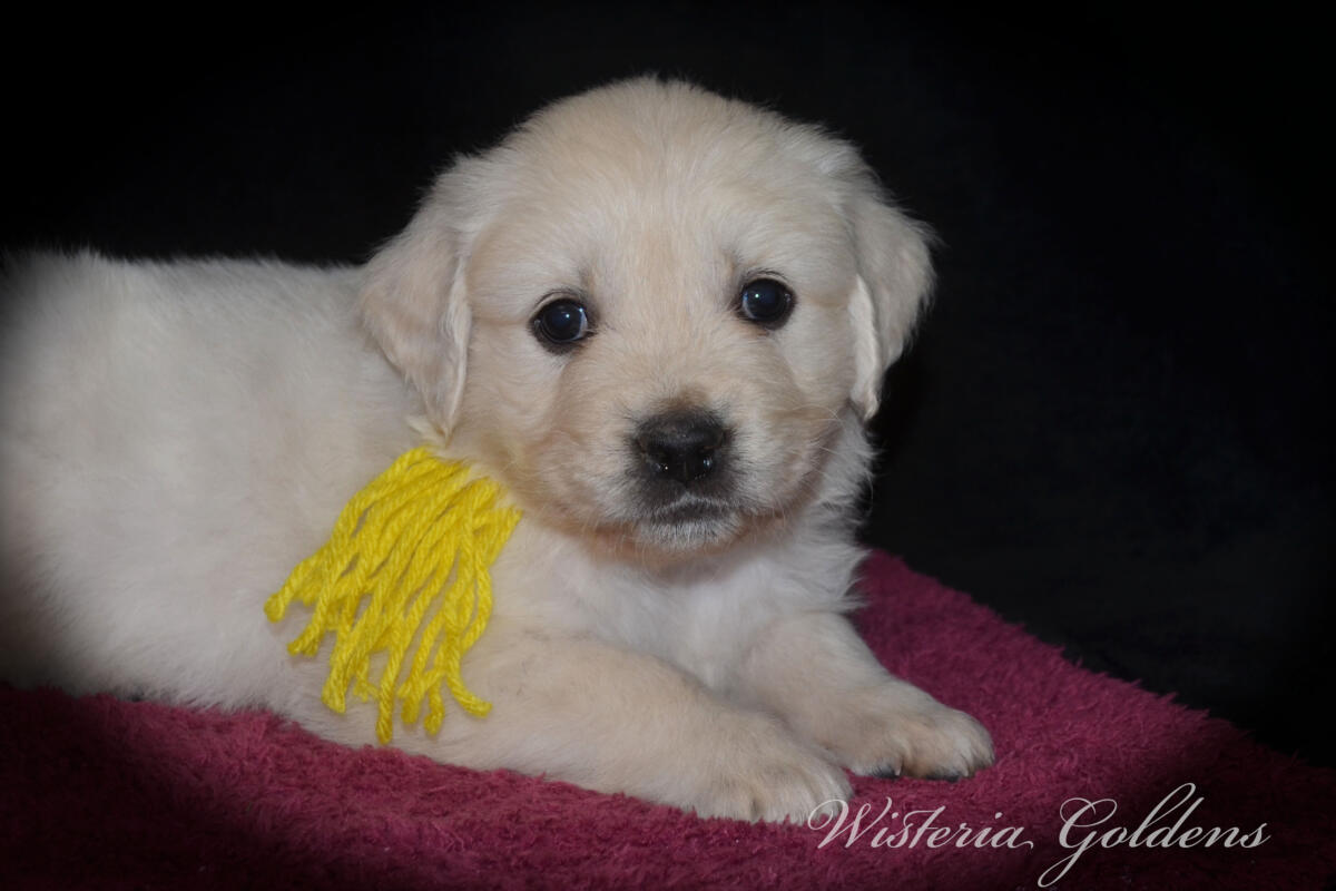 Bae & Theo’s puppies are six weeks old, and the families have chosen which puppy is theirs. See the website for availability updates . English Cream Golden Retriever Puppies Wisteria Goldens Raised part of our family until part of yours. #bae021426 