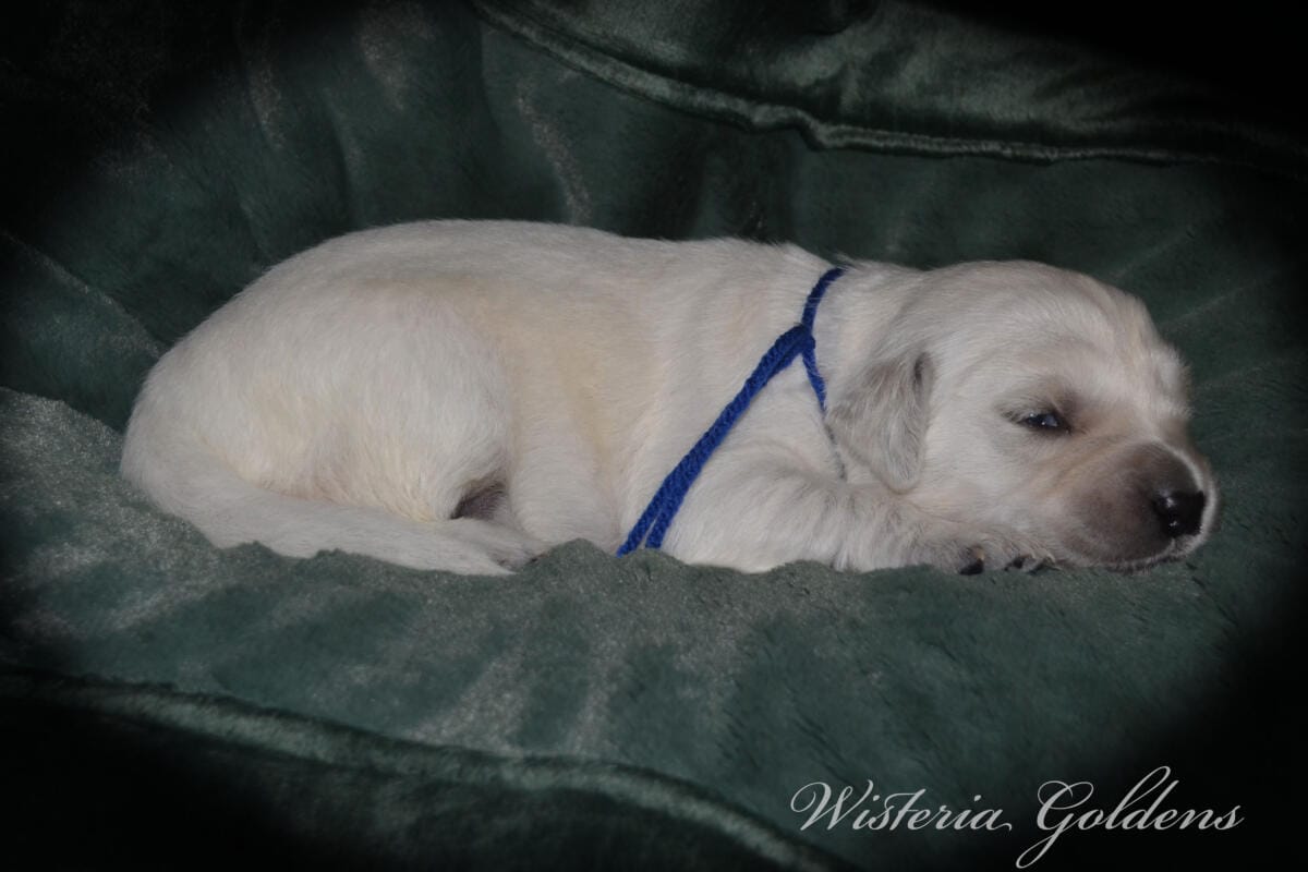 blue boy