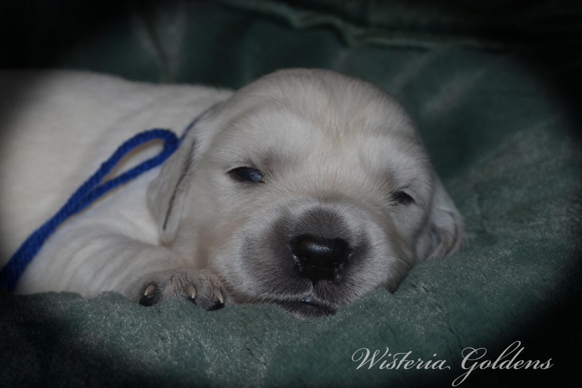Evie & Ego #evie032526 Two Week Pictures English Cream Golden Retriever Puppy Pictures Wisteria Goldens raised part of our family until part of yours
