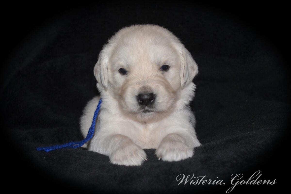 Evie’s puppies are four weeks old! They’re growing up, finding their feet, and starting to explore around. Last week they moved into their big kid room and have been going in and out of the doggy door. English Cream Golden Retriever Puppies #evie032526 Four Week Pictures