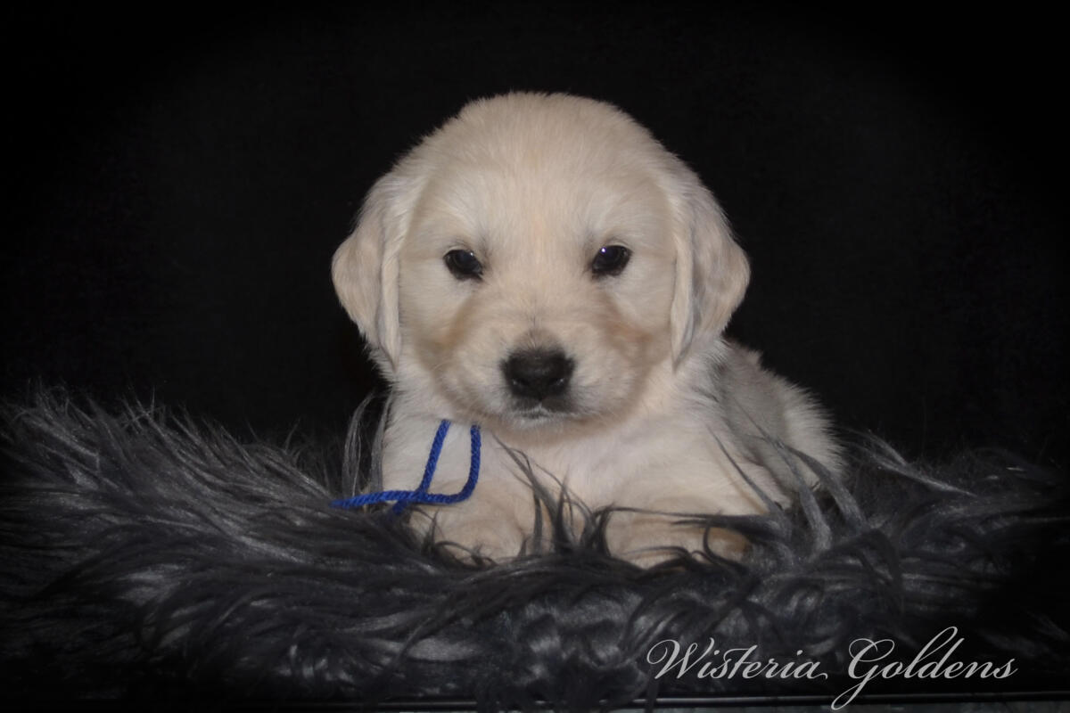 Evie & Ego Five Week Pictures #evie032526 Five weeks of Puppy Fun! Evie & Ego’s puppies are officially 5 weeks old and starting their explorer era—curious, playful, and learning new things. Every day brings something new to discover. It’s a fun stage watching them continually change and blossom. English Cream Golden Retriever Puppies Wisteria Goldens Raised part of our family until part of yours. 