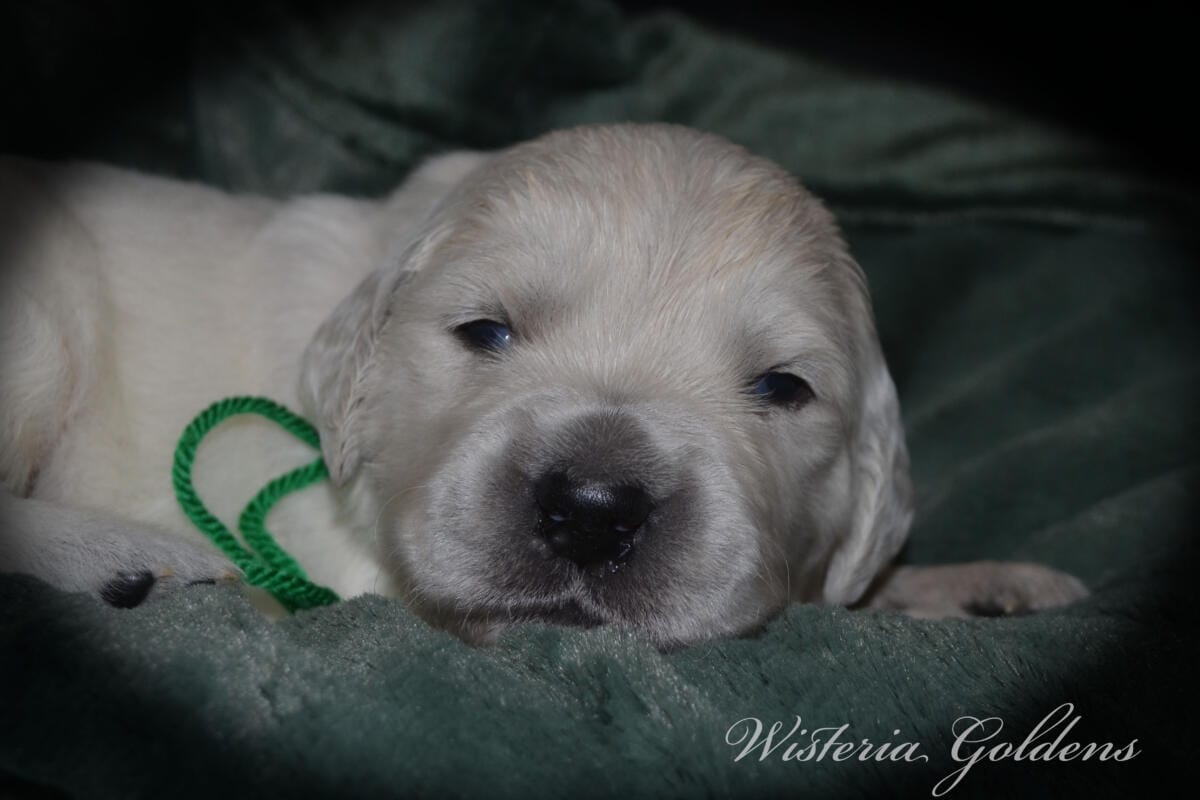Evie & Ego #evie032526 Two Week Pictures English Cream Golden Retriever Puppy Pictures Wisteria Goldens raised part of our family until part of yours