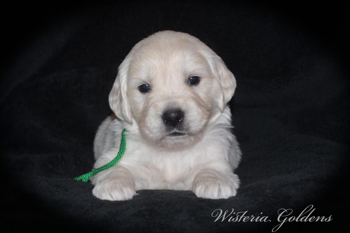 Evie’s puppies are four weeks old! They’re growing up, finding their feet, and starting to explore around. Last week they moved into their big kid room and have been going in and out of the doggy door. English Cream Golden Retriever Puppies #evie032526 Four Week Pictures