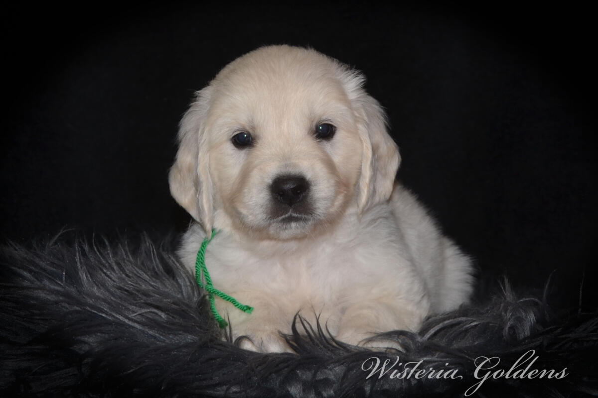 Evie & Ego Five Week Pictures #evie032526 Five weeks of Puppy Fun! Evie & Ego’s puppies are officially 5 weeks old and starting their explorer era—curious, playful, and learning new things. Every day brings something new to discover. It’s a fun stage watching them continually change and blossom. English Cream Golden Retriever Puppies Wisteria Goldens Raised part of our family until part of yours. 