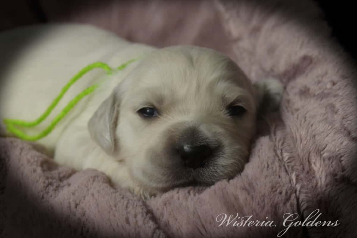 Evie & Ego #evie032526 Two Week Pictures English Cream Golden Retriever Puppy Pictures Wisteria Goldens raised part of our family until part of yours