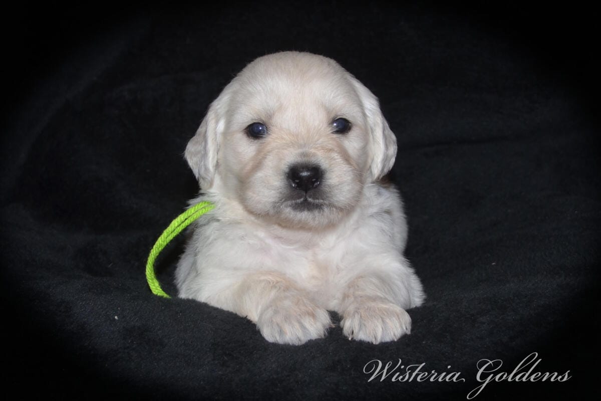 Evie’s puppies are four weeks old! They’re growing up, finding their feet, and starting to explore around. Last week they moved into their big kid room and have been going in and out of the doggy door. English Cream Golden Retriever Puppies #evie032526 Four Week Pictures