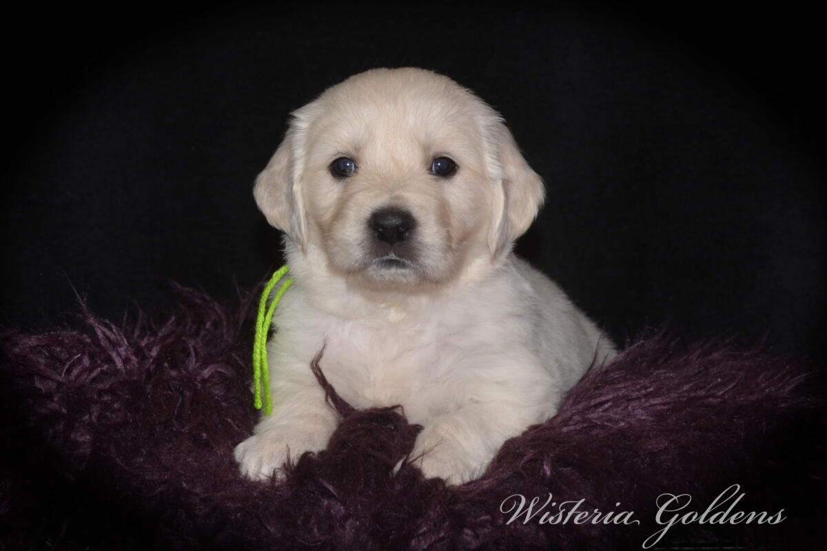 Evie & Ego Five Week Pictures #evie032526 Five weeks of Puppy Fun! Evie & Ego’s puppies are officially 5 weeks old and starting their explorer era—curious, playful, and learning new things. Every day brings something new to discover. It’s a fun stage watching them continually change and blossom. English Cream Golden Retriever Puppies Wisteria Goldens Raised part of our family until part of yours. 