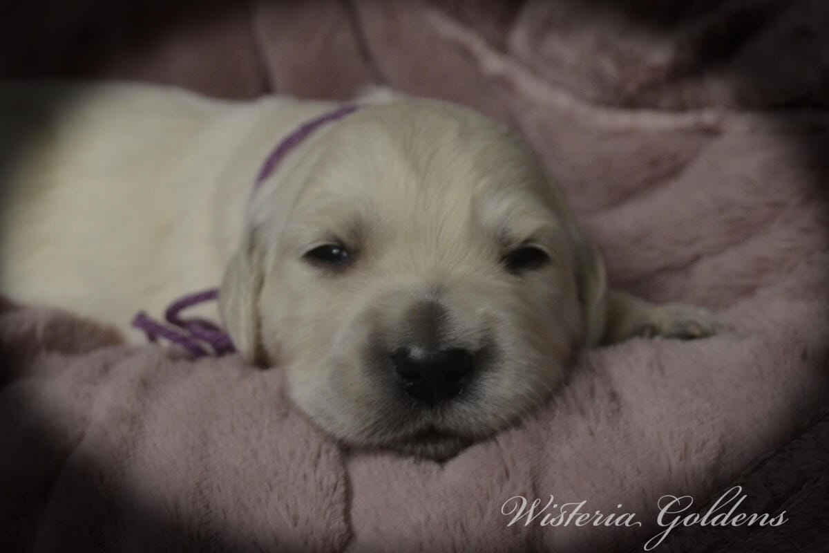 Evie & Ego #evie032526 Two Week Pictures English Cream Golden Retriever Puppy Pictures Wisteria Goldens raised part of our family until part of yours