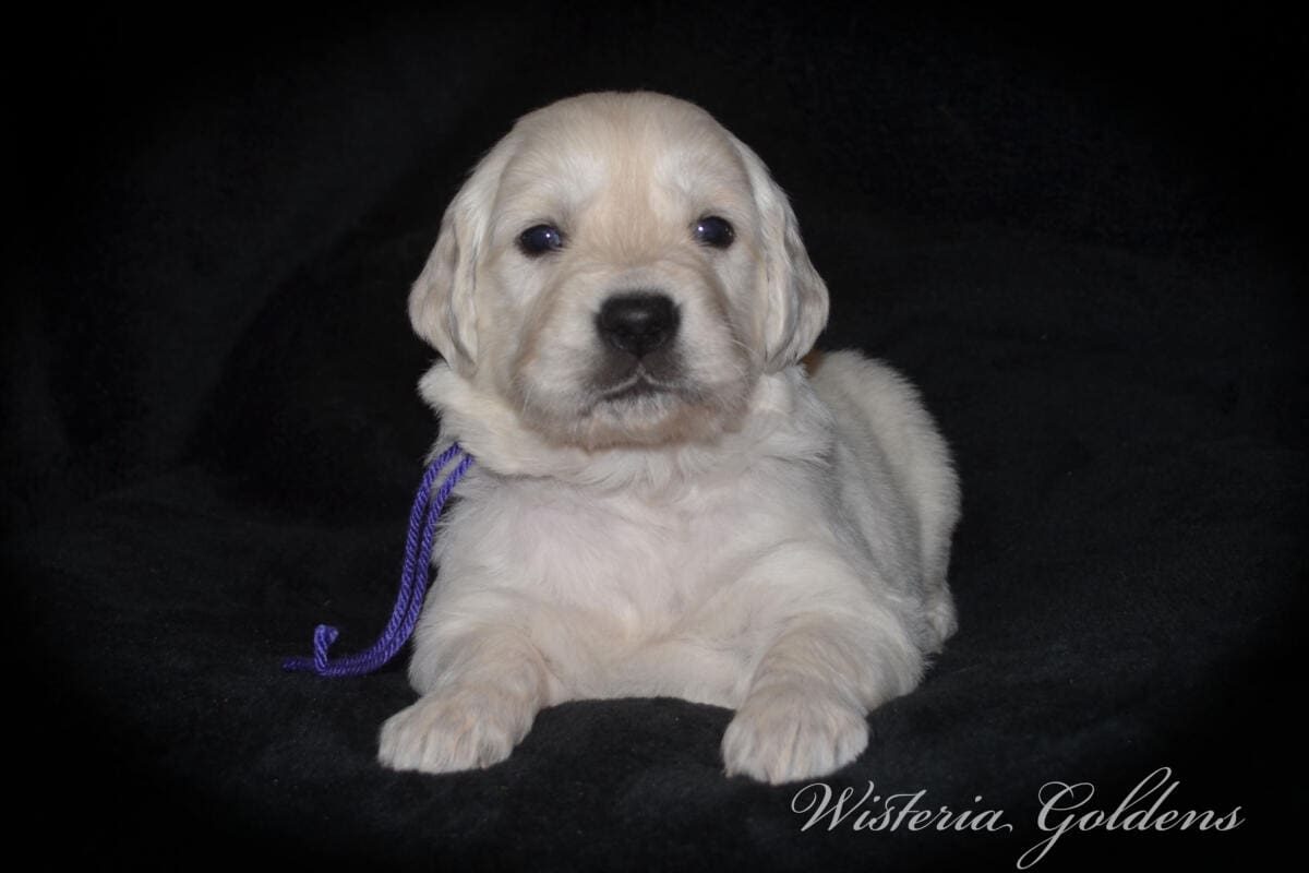 Evie’s puppies are four weeks old! They’re growing up, finding their feet, and starting to explore around. Last week they moved into their big kid room and have been going in and out of the doggy door. English Cream Golden Retriever Puppies #evie032526 Four Week Pictures