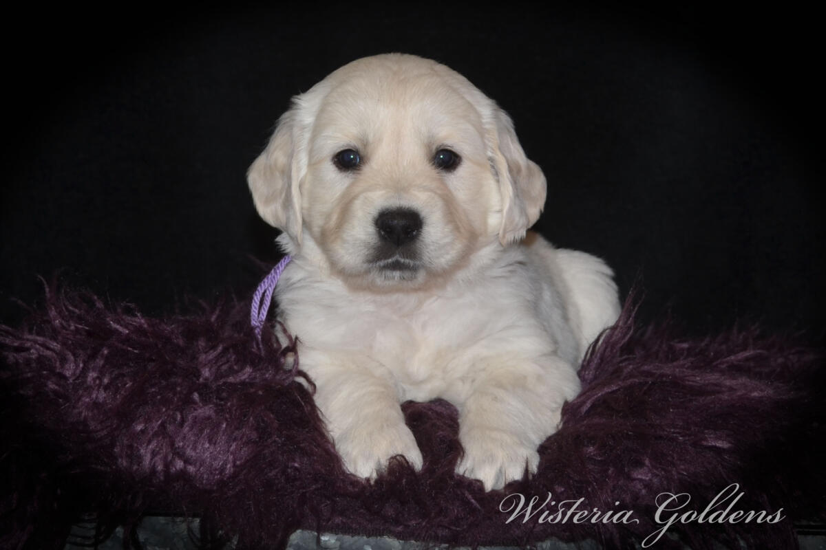 Evie & Ego Five Week Pictures #evie032526 Five weeks of Puppy Fun! Evie & Ego’s puppies are officially 5 weeks old and starting their explorer era—curious, playful, and learning new things. Every day brings something new to discover. It’s a fun stage watching them continually change and blossom. English Cream Golden Retriever Puppies Wisteria Goldens Raised part of our family until part of yours. 