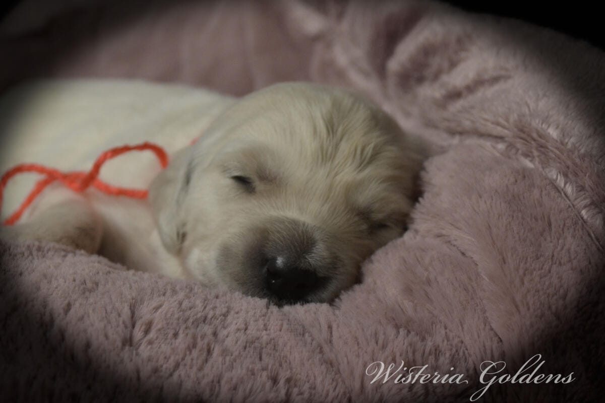 Evie & Ego #evie032526 Two Week Pictures English Cream Golden Retriever Puppy Pictures Wisteria Goldens raised part of our family until part of yours