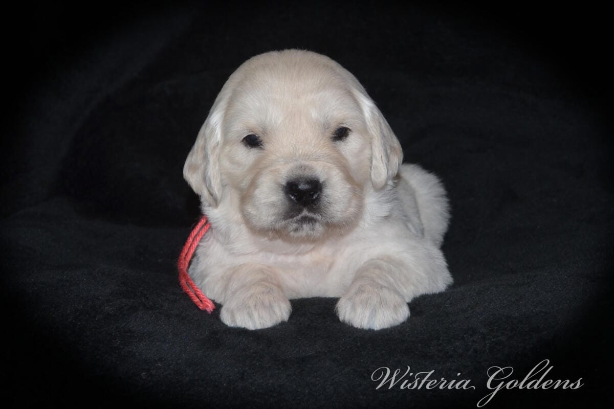Evie’s puppies are four weeks old! They’re growing up, finding their feet, and starting to explore around. Last week they moved into their big kid room and have been going in and out of the doggy door. English Cream Golden Retriever Puppies #evie032526 Four Week Pictures