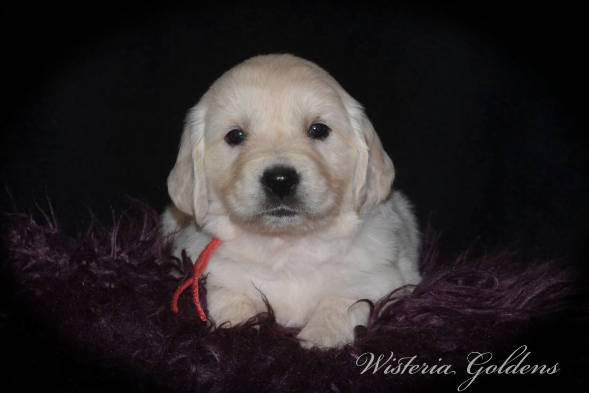 Evie & Ego Five Week Pictures #evie032526 Five weeks of Puppy Fun! Evie & Ego’s puppies are officially 5 weeks old and starting their explorer era—curious, playful, and learning new things. Every day brings something new to discover. It’s a fun stage watching them continually change and blossom. English Cream Golden Retriever Puppies Wisteria Goldens Raised part of our family until part of yours. 