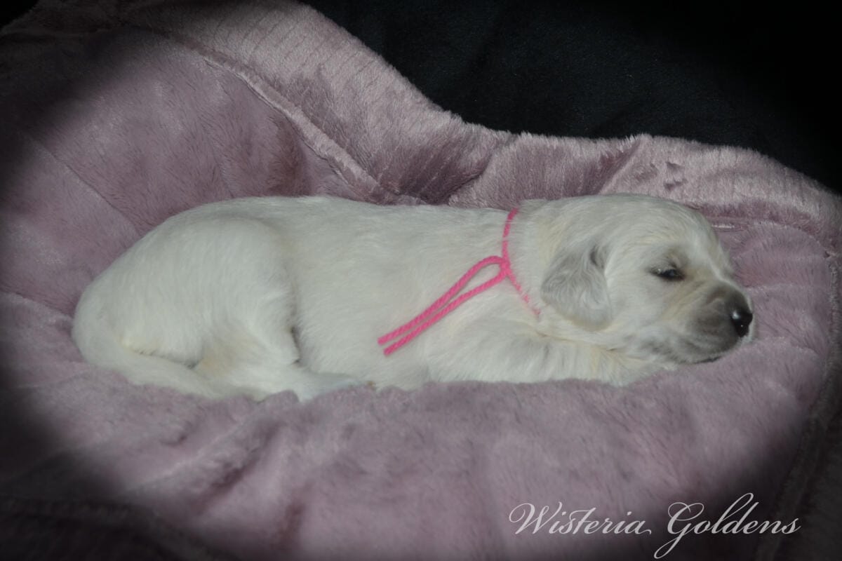 pink girl