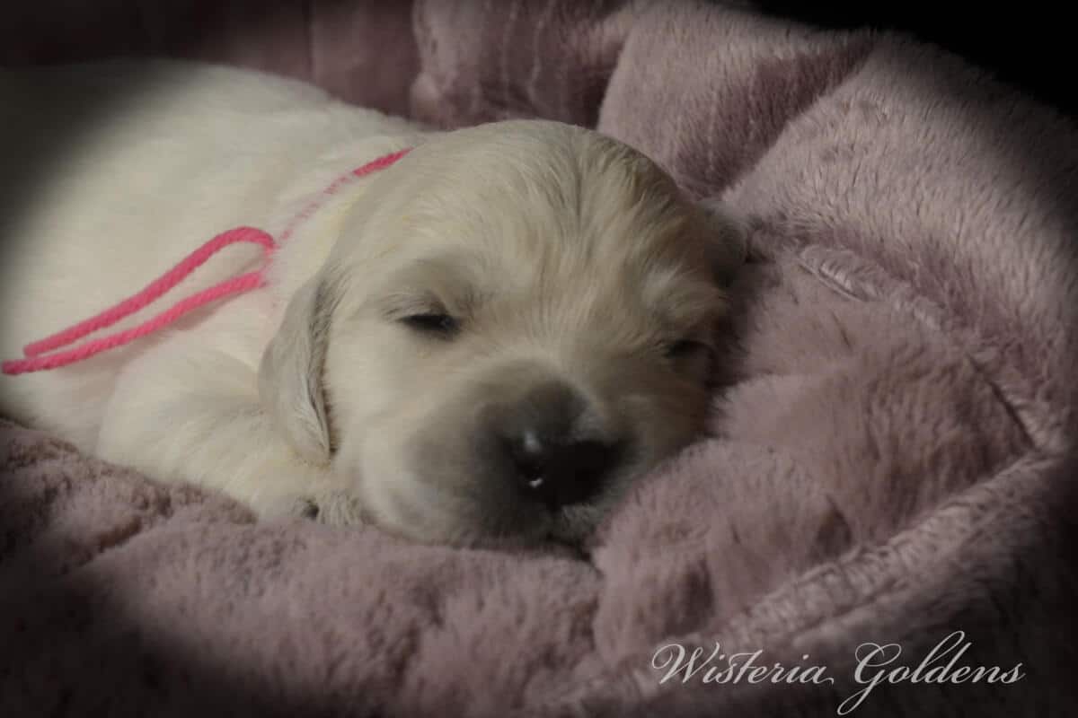 Evie & Ego #evie032526 Two Week Pictures English Cream Golden Retriever Puppy Pictures Wisteria Goldens raised part of our family until part of yours