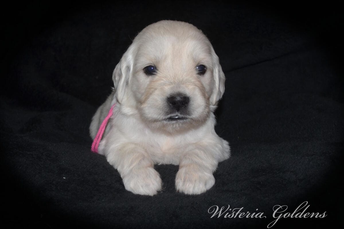 Evie’s puppies are four weeks old! They’re growing up, finding their feet, and starting to explore around. Last week they moved into their big kid room and have been going in and out of the doggy door. English Cream Golden Retriever Puppies #evie032526 Four Week Pictures