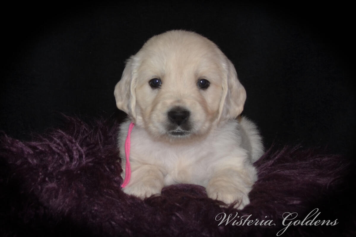 Evie & Ego Five Week Pictures #evie032526 Five weeks of Puppy Fun! Evie & Ego’s puppies are officially 5 weeks old and starting their explorer era—curious, playful, and learning new things. Every day brings something new to discover. It’s a fun stage watching them continually change and blossom. English Cream Golden Retriever Puppies Wisteria Goldens Raised part of our family until part of yours. 