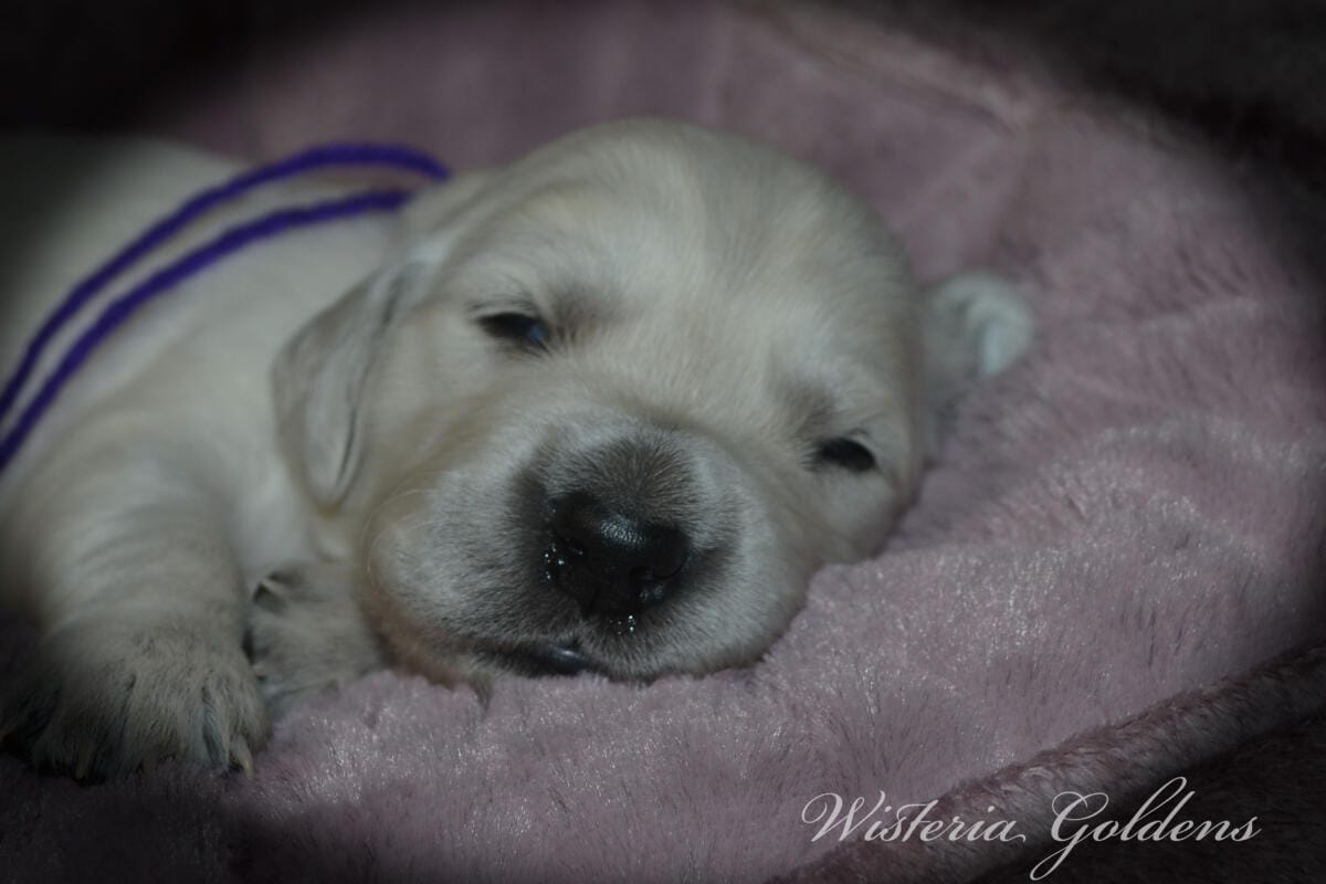 Evie & Ego #evie032526 Two Week Pictures English Cream Golden Retriever Puppy Pictures Wisteria Goldens raised part of our family until part of yours