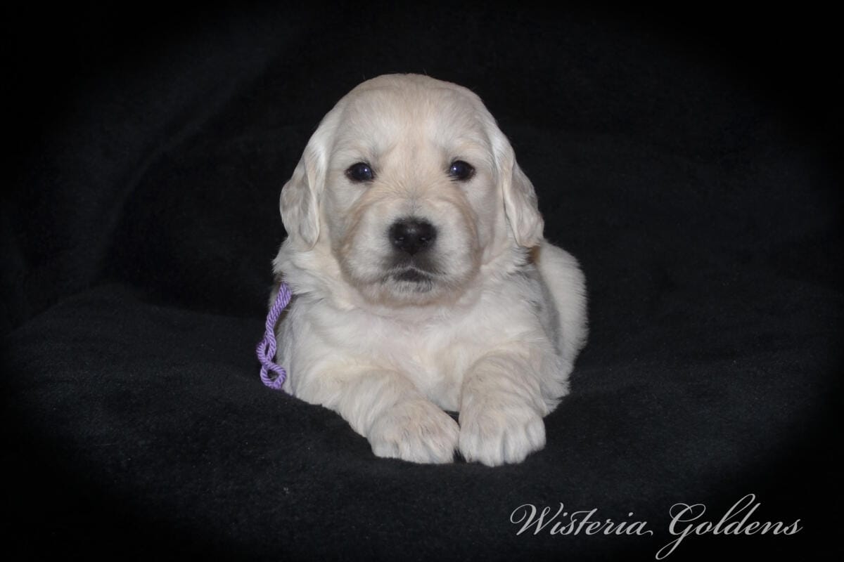 Evie’s puppies are four weeks old! They’re growing up, finding their feet, and starting to explore around. Last week they moved into their big kid room and have been going in and out of the doggy door. English Cream Golden Retriever Puppies #evie032526 Four Week Pictures