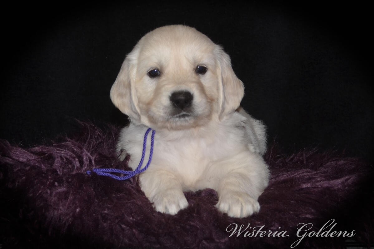Evie & Ego Five Week Pictures #evie032526 Five weeks of Puppy Fun! Evie & Ego’s puppies are officially 5 weeks old and starting their explorer era—curious, playful, and learning new things. Every day brings something new to discover. It’s a fun stage watching them continually change and blossom. English Cream Golden Retriever Puppies Wisteria Goldens Raised part of our family until part of yours. 