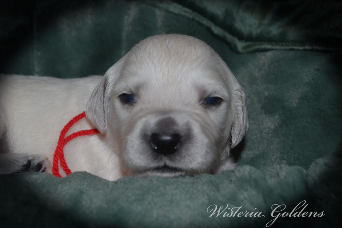 Evie & Ego #evie032526 Two Week Pictures English Cream Golden Retriever Puppy Pictures Wisteria Goldens raised part of our family until part of yours