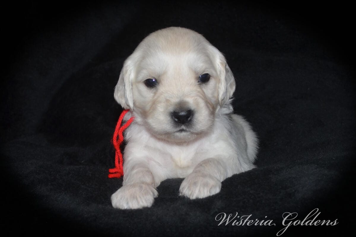 Evie’s puppies are four weeks old! They’re growing up, finding their feet, and starting to explore around. Last week they moved into their big kid room and have been going in and out of the doggy door. English Cream Golden Retriever Puppies #evie032526 Four Week Pictures