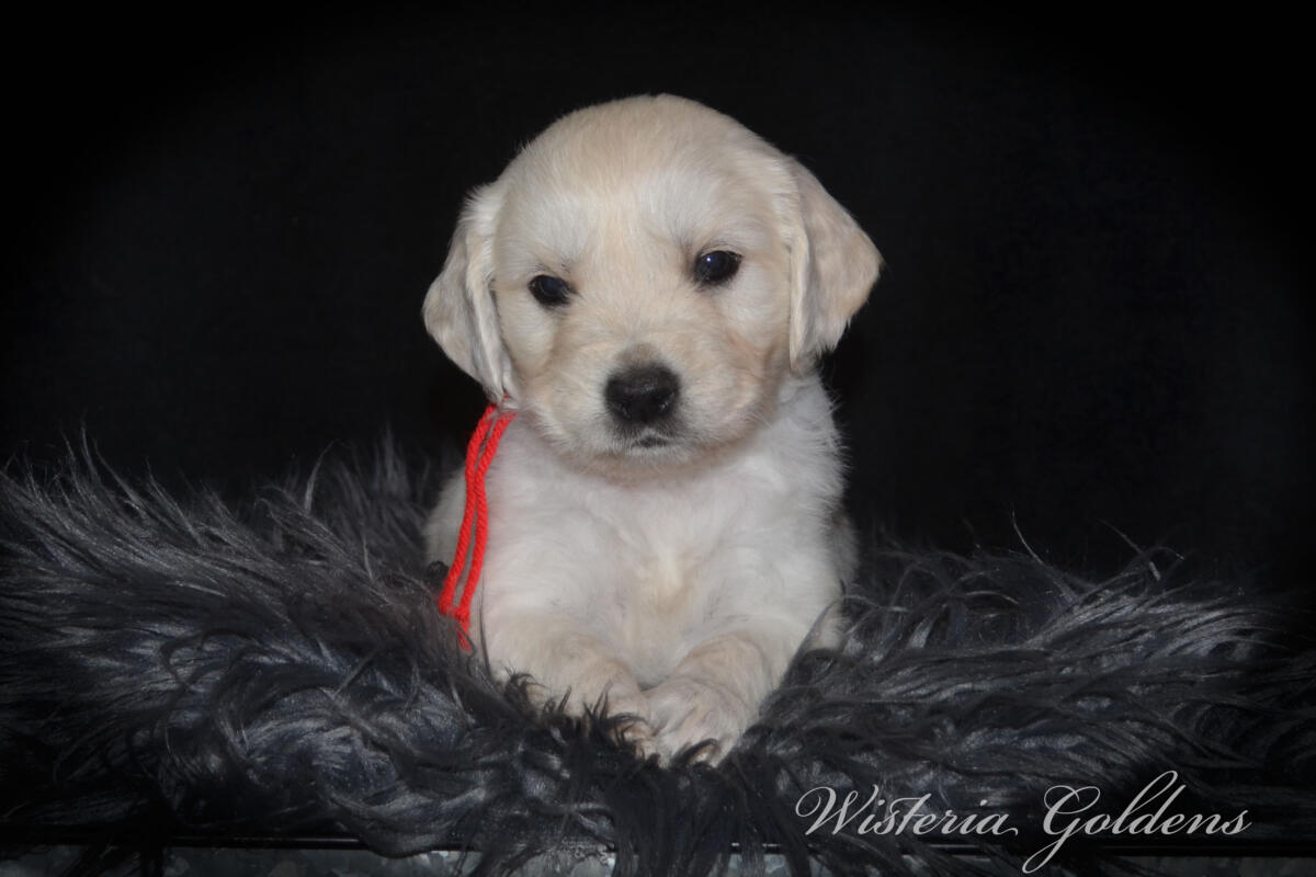Evie & Ego Five Week Pictures #evie032526 Five weeks of Puppy Fun! Evie & Ego’s puppies are officially 5 weeks old and starting their explorer era—curious, playful, and learning new things. Every day brings something new to discover. It’s a fun stage watching them continually change and blossom. English Cream Golden Retriever Puppies Wisteria Goldens Raised part of our family until part of yours. 