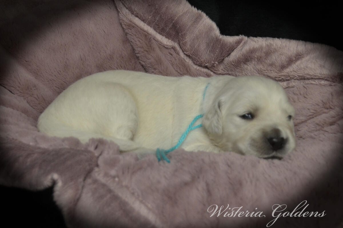 teal girl