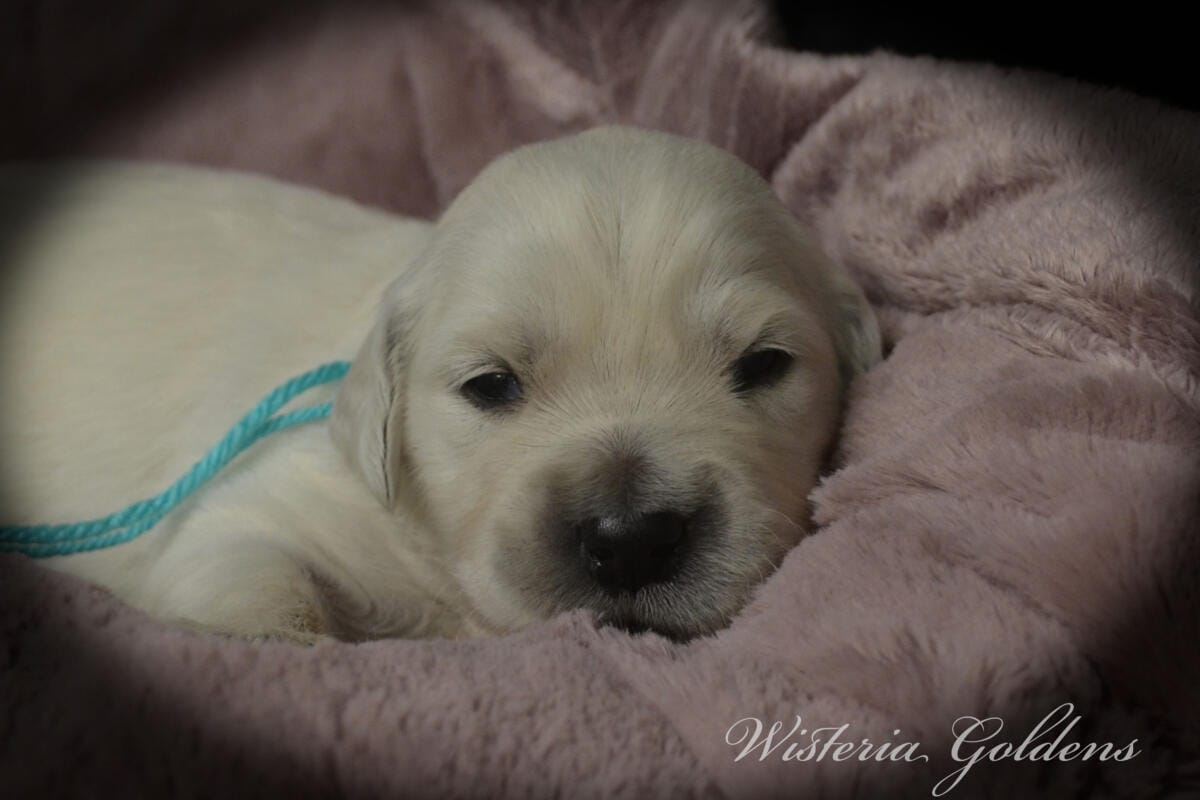 Evie & Ego #evie032526 Two Week Pictures English Cream Golden Retriever Puppy Pictures Wisteria Goldens raised part of our family until part of yours