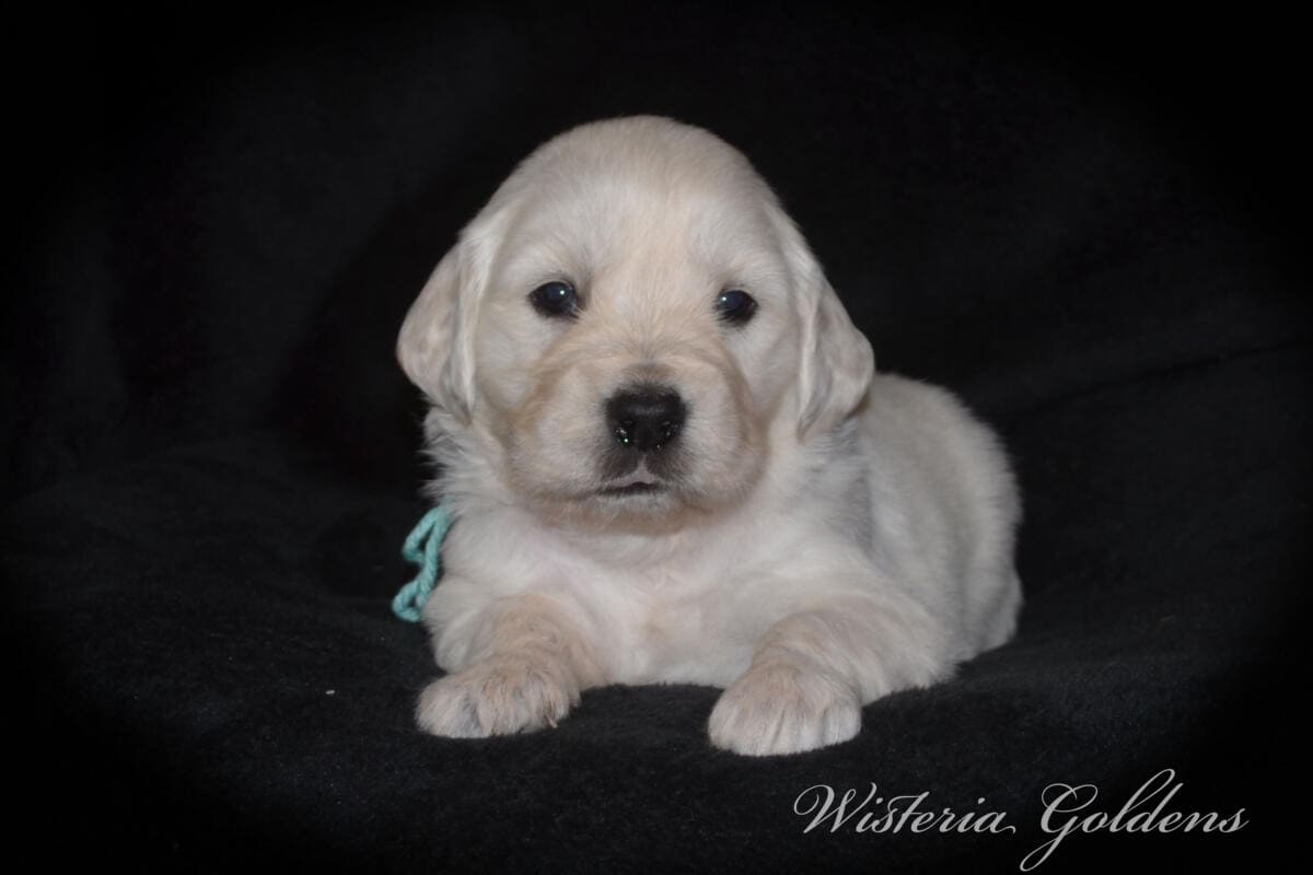 Evie’s puppies are four weeks old! They’re growing up, finding their feet, and starting to explore around. Last week they moved into their big kid room and have been going in and out of the doggy door. English Cream Golden Retriever Puppies #evie032526 Four Week Pictures
