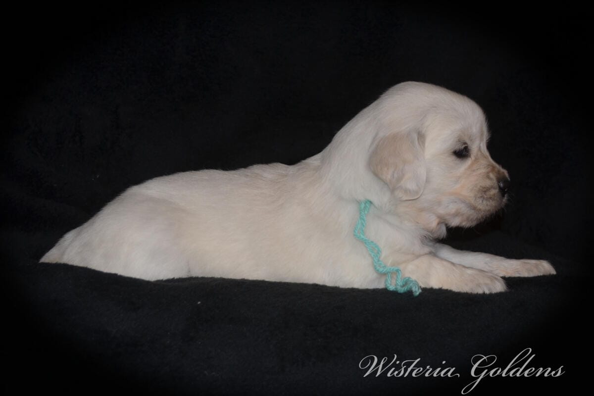 teal girl