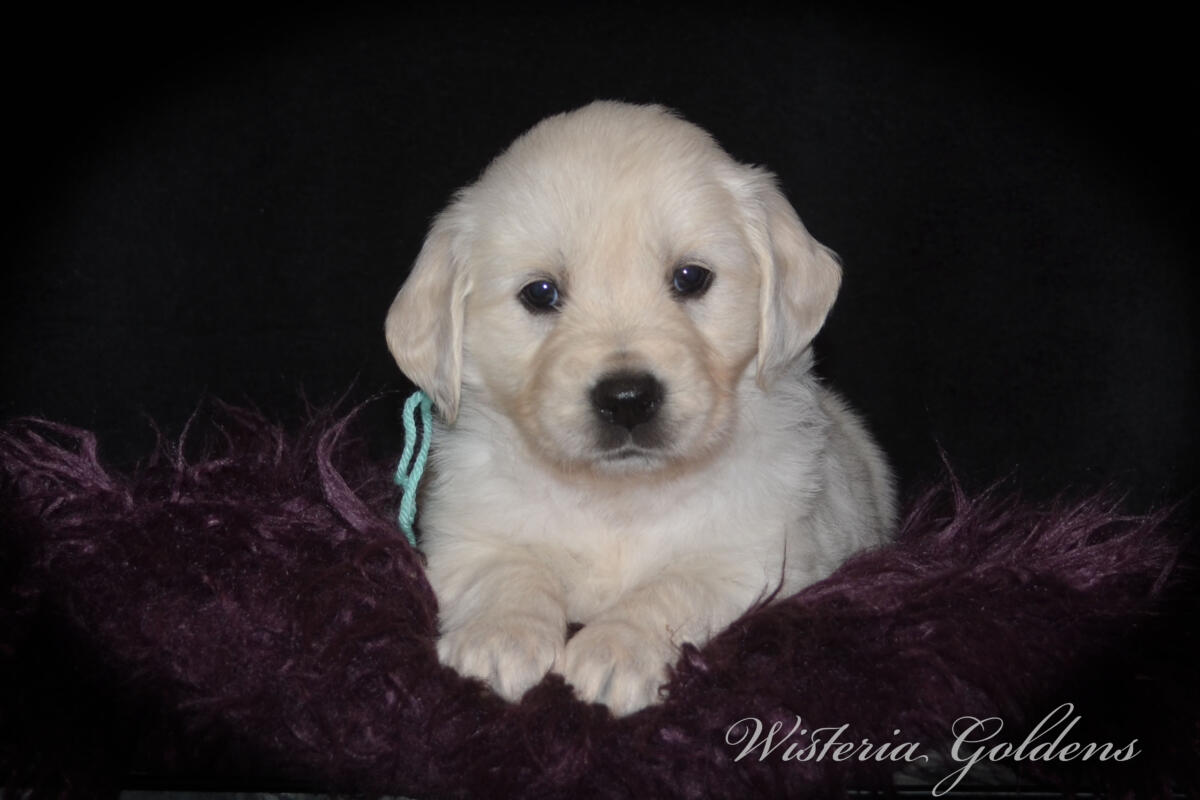 Evie & Ego Five Week Pictures #evie032526 Five weeks of Puppy Fun! Evie & Ego’s puppies are officially 5 weeks old and starting their explorer era—curious, playful, and learning new things. Every day brings something new to discover. It’s a fun stage watching them continually change and blossom. English Cream Golden Retriever Puppies Wisteria Goldens Raised part of our family until part of yours. 