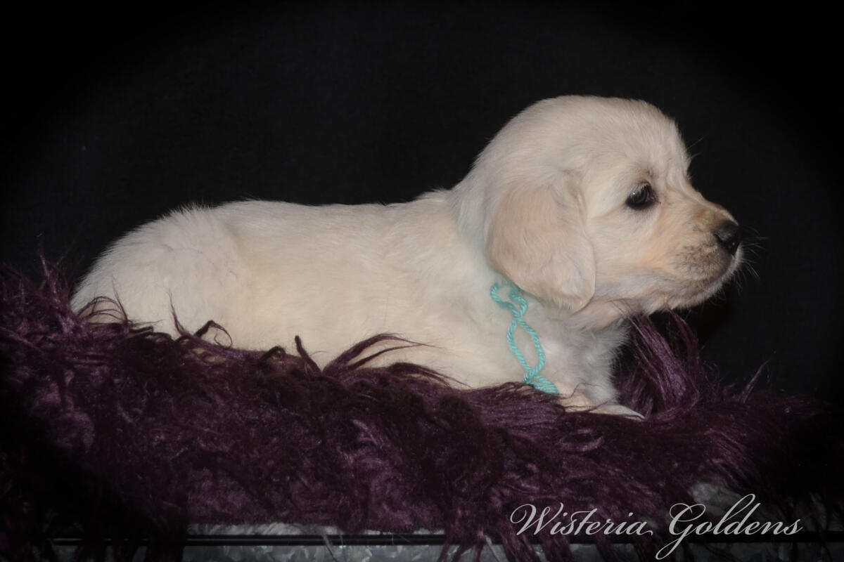 teal girl