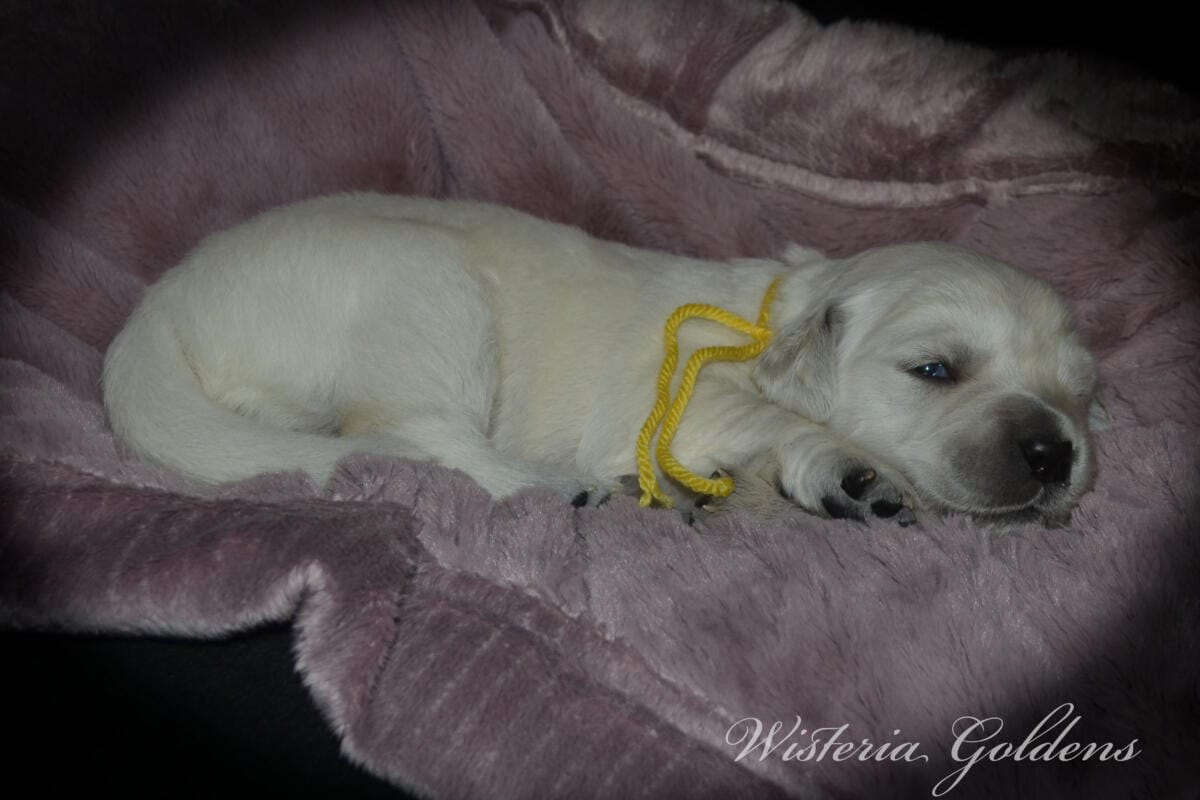 yellow girl