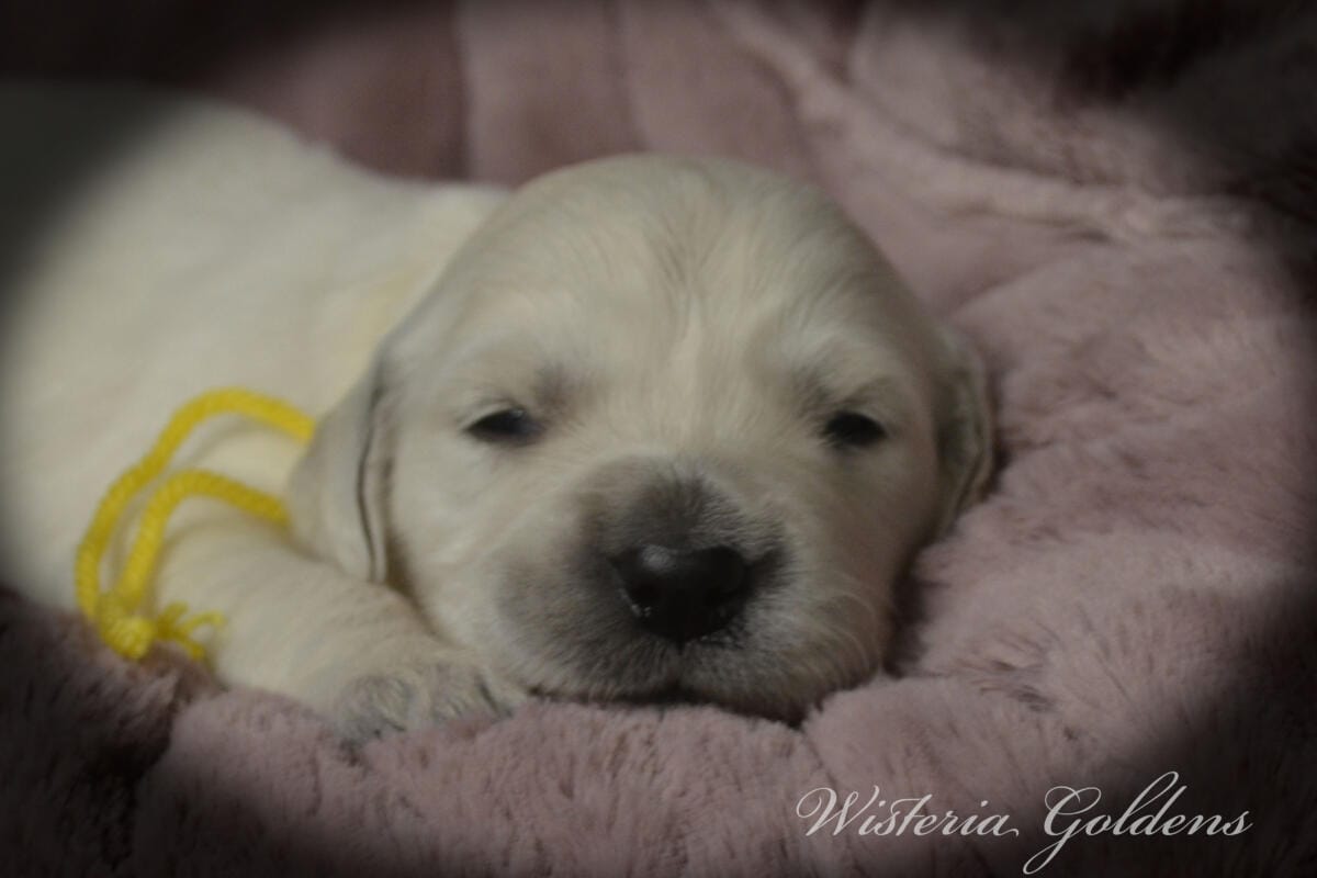 Evie & Ego #evie032526 Two Week Pictures English Cream Golden Retriever Puppy Pictures Wisteria Goldens raised part of our family until part of yours