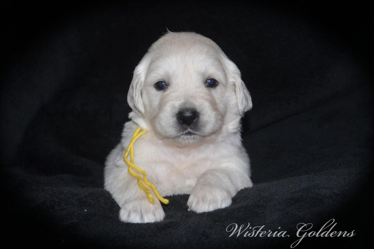 Evie’s puppies are four weeks old! They’re growing up, finding their feet, and starting to explore around. Last week they moved into their big kid room and have been going in and out of the doggy door. English Cream Golden Retriever Puppies #evie032526 Four Week Pictures