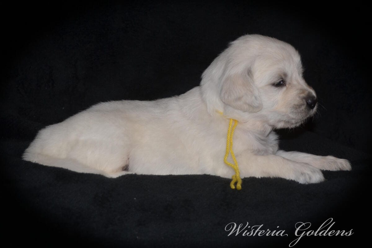 yellow girl