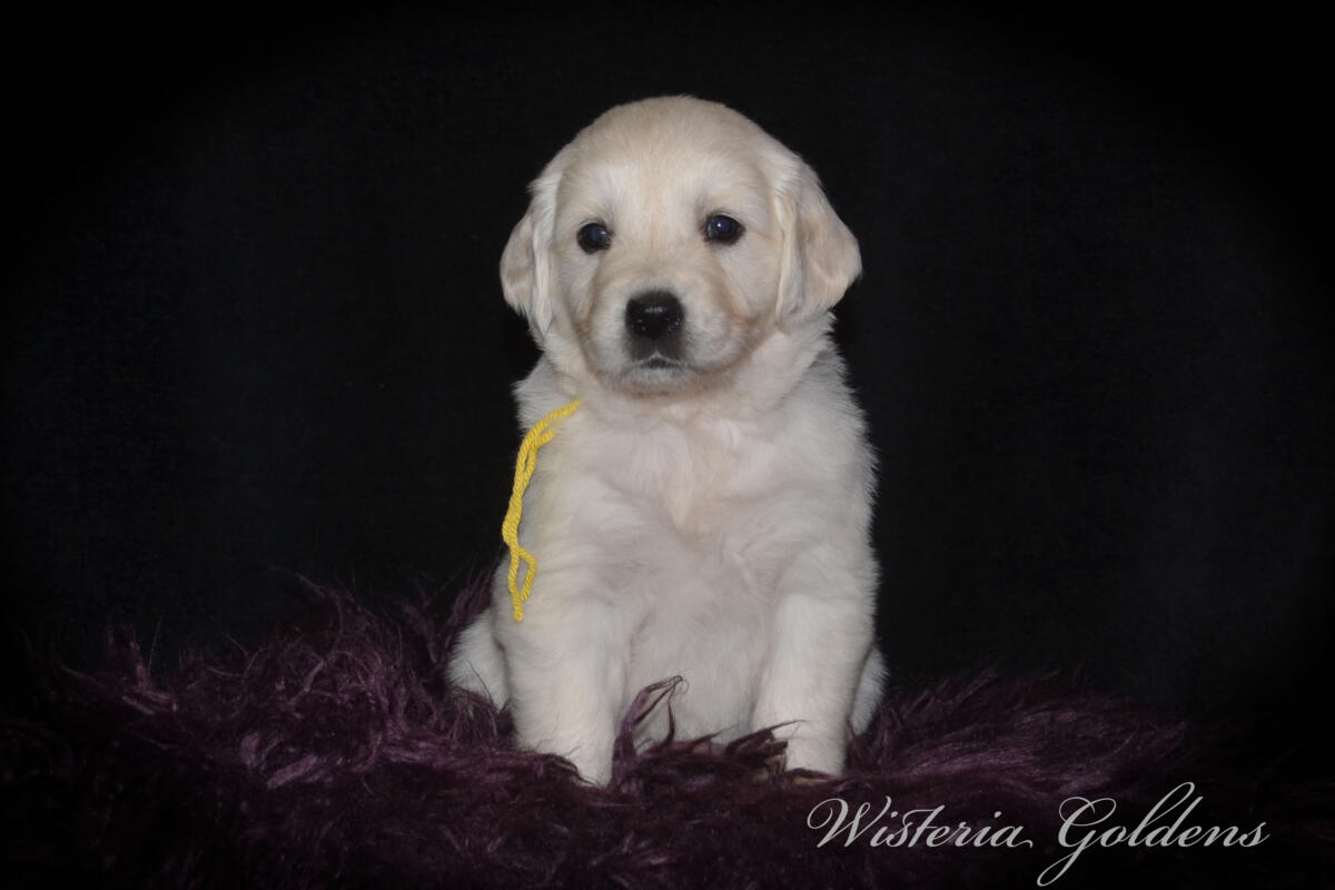 Evie & Ego Five Week Pictures #evie032526 Five weeks of Puppy Fun! Evie & Ego’s puppies are officially 5 weeks old and starting their explorer era—curious, playful, and learning new things. Every day brings something new to discover. It’s a fun stage watching them continually change and blossom. English Cream Golden Retriever Puppies Wisteria Goldens Raised part of our family until part of yours. 