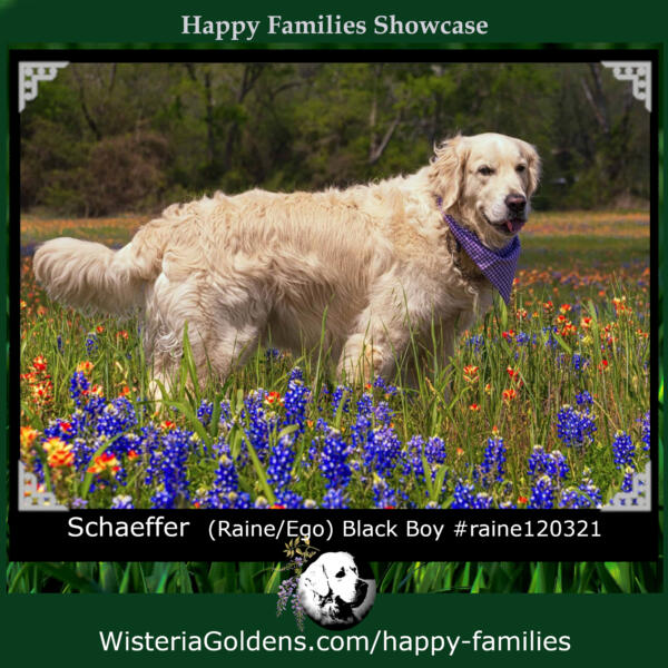 Schaeffer (Raine/Ego) Black Boy #raine120321 English Cream Golden Retriever Wisteria Goldens born and raised part of our family until part of yours.