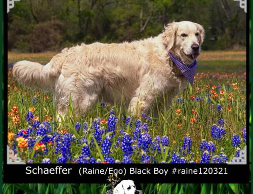 Schaeffer (Raine/Ego)