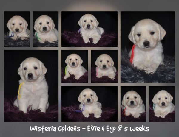 Evie & Ego Five Week Picture Day Collage #evie032526 Five weeks of Puppy Fun! Evie & Ego’s puppies are officially 5 weeks old and starting their explorer era—curious, playful, and learning new things. Every day brings something new to discover. It’s a fun stage watching them continually change and blossom. English Cream Golden Retriever Puppies Wisteria Goldens Raised part of our family until part of yours. 