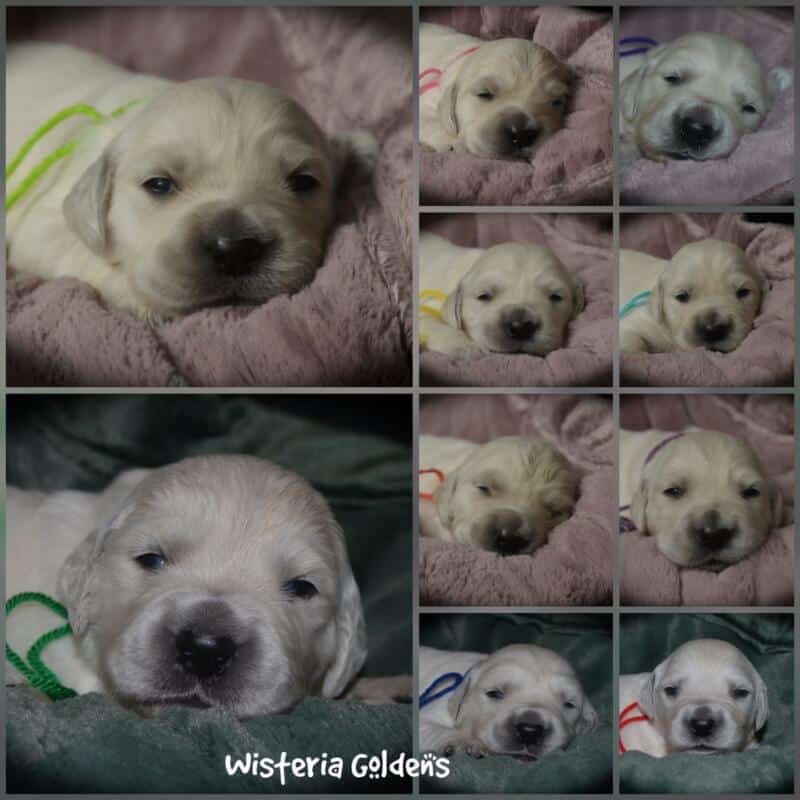 Evie & Ego Two Week Pictures Collage #evie032526 English Cream Golden Retriever Puppy Pictures