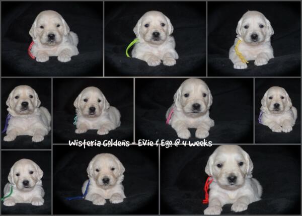 Evie's four week picture day collage. Their wobbly steps are getting stronger, and they are having more playful moments together. 