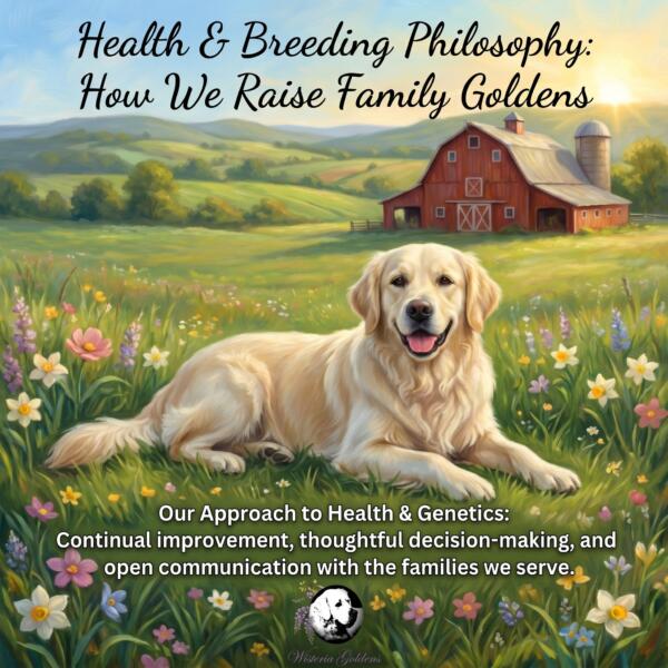 Health & Breeding Philosophy: How We Raise Family Goldens. Our Approach to Health & Genetics: Continual improvement, thoughtful decision-making, and open communication with the families we serve.