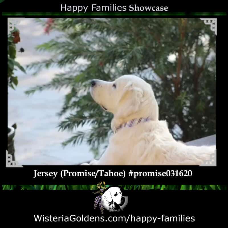 Jersey (Promise/Tahoe) #promise031620 Happy Families Puppy Update Showcase