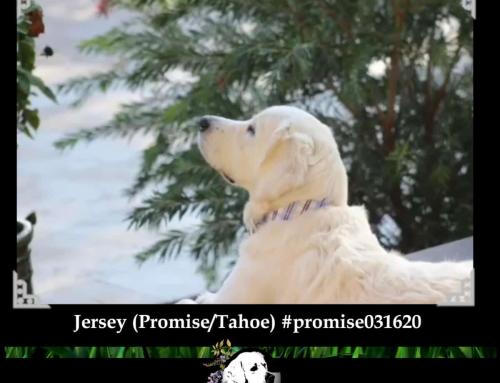 Jersey (Promise/Tahoe)