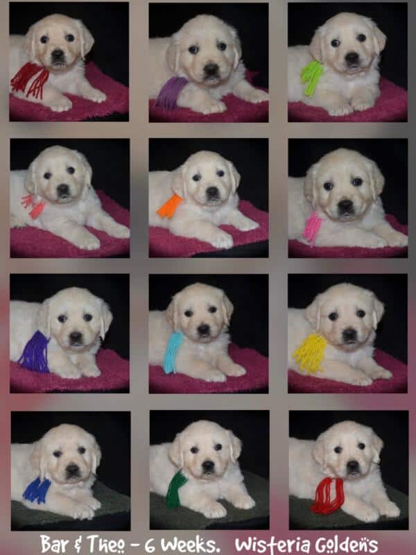 Bae & Theo’s puppies are six weeks old, and the families have chosen which puppy is theirs. This collage is all of the litter. See the website for availability updates . English Cream Golden Retriever Puppies Wisteria Goldens Raised part of our family until part of yours. #bae021426